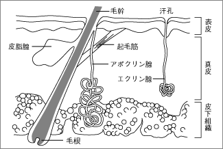 エクリン腺とアポクリン腺