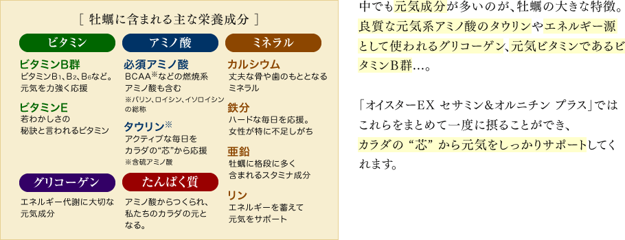 中でも元気成分が多いのが、牡蠣の大きな特徴。良質な元気系アミノ酸のタウリンやエネルギー源として使われるグリコーゲン、元気ビタミンであるビタミンB群...。「オイスターEX セサミン&オルニチン プラス」ではこれらをまとめて一度に摂ることができ、カラダの “芯” から元気をしっかりサポートしてくれます。