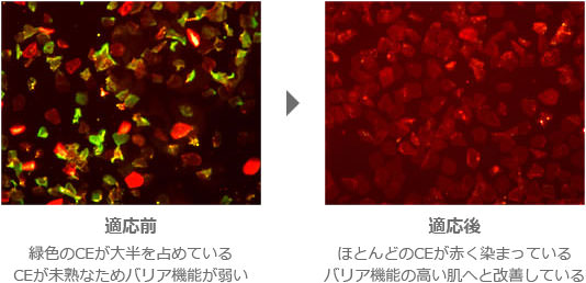 H-スタビライジング A 適応前後