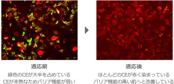 H-スタビライジング A 適応前後