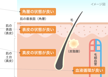 「健やかで美しい肌」の4条件