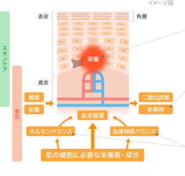 「スキンケア」+「内面美容」による、健やかで美しい肌づくり