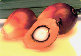 写真：パーム（ヤシ）の果実