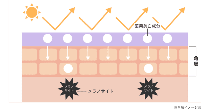 ※角層イメージ図