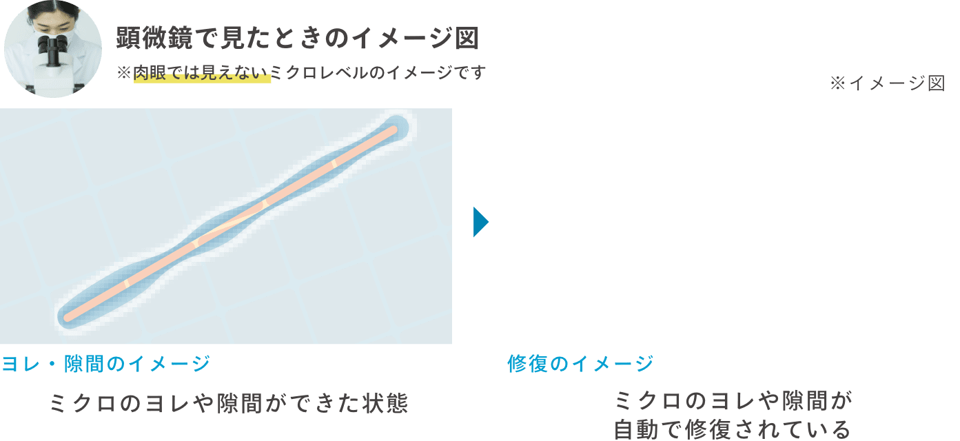 顕微鏡で見たときのイメージ図