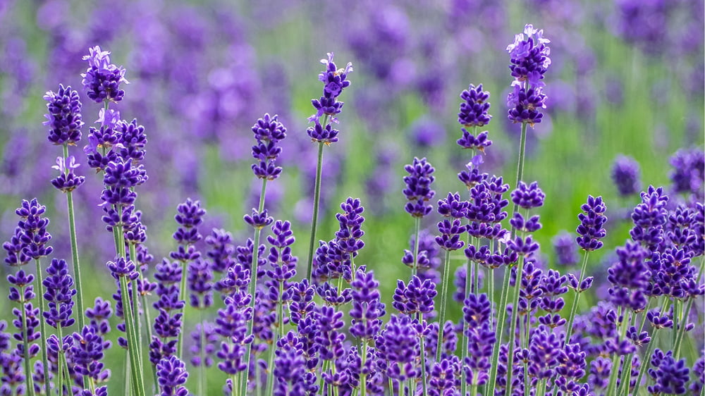 ラベンダーのイメージ図