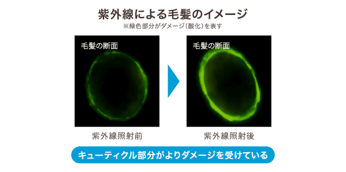 紫外線による毛髪のイメージ