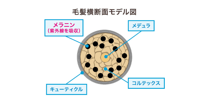 毛髪横断面モデル図