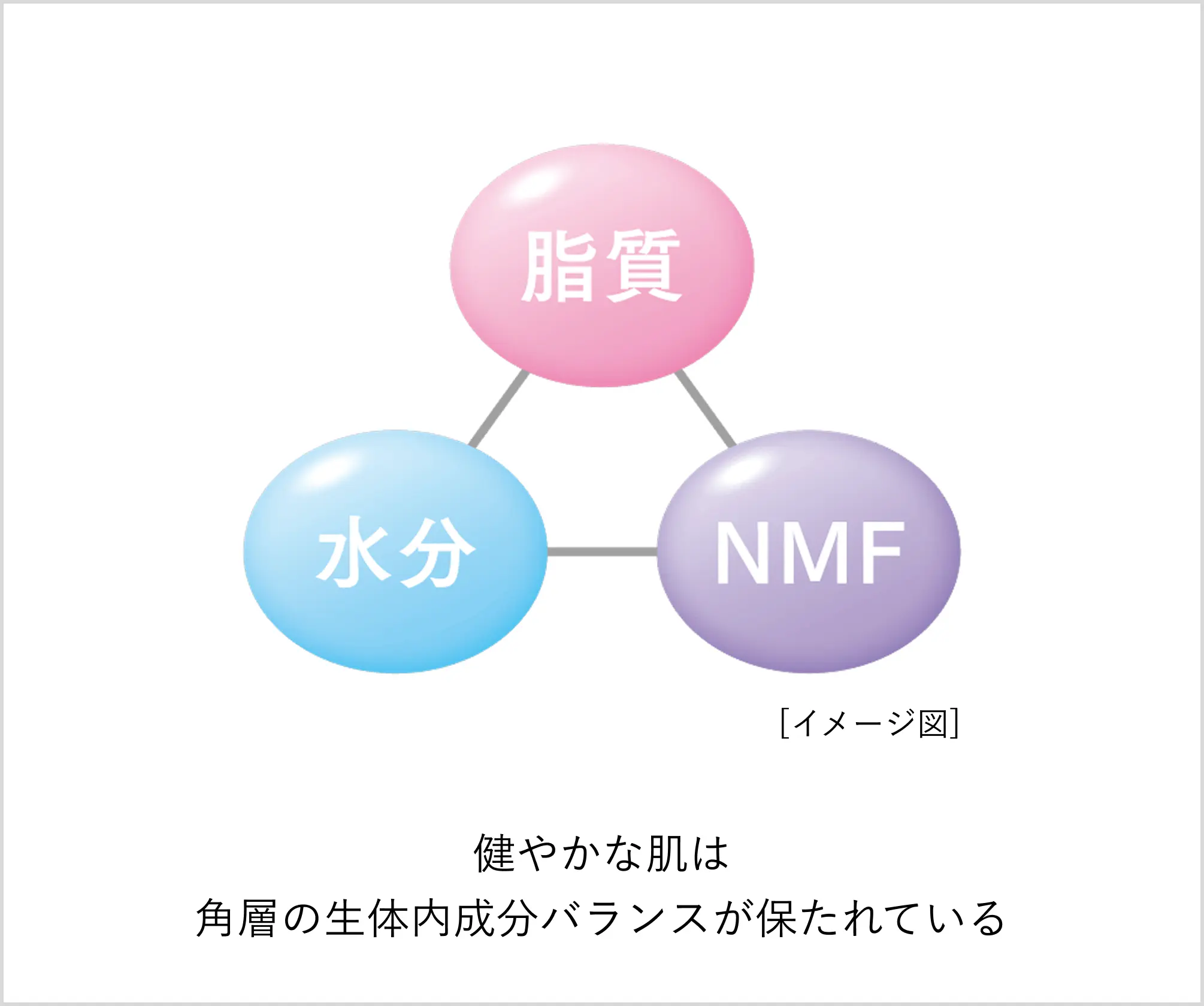 健やかな肌は角層の生体内成分バランスが保たれている