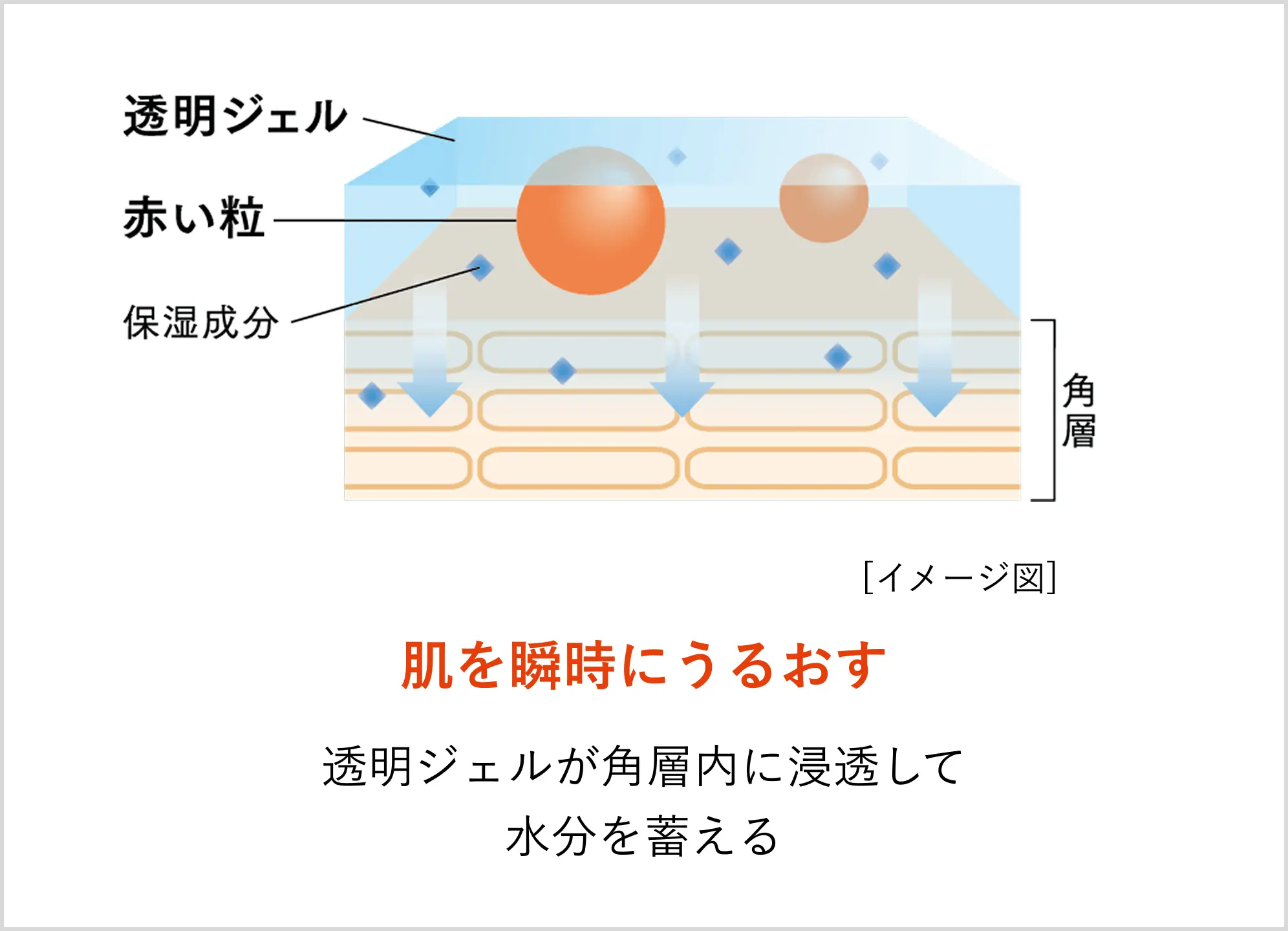 肌を瞬時にうるおす 透明ジェルが角層内に浸透して水分を蓄える