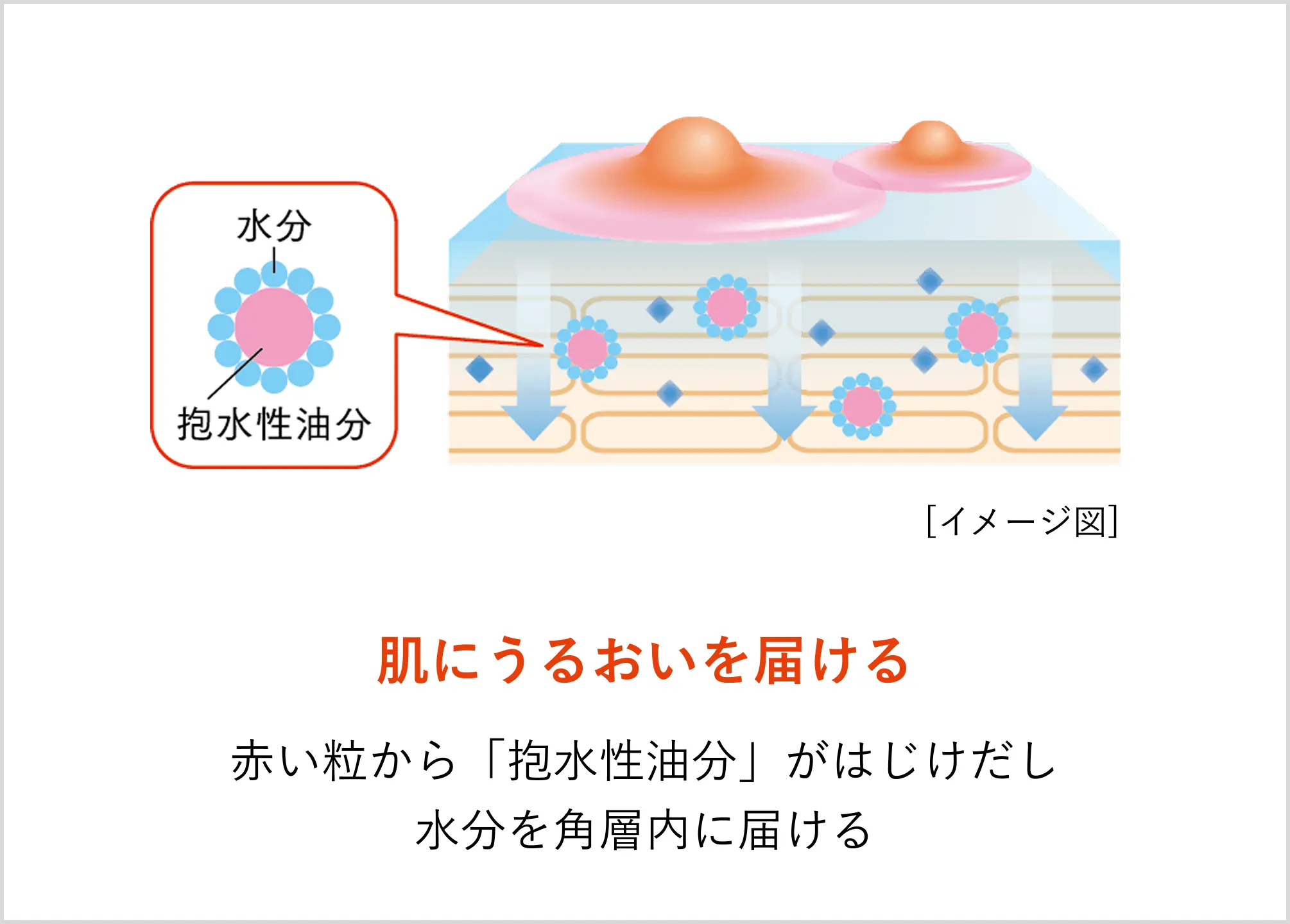肌にうるおいを届ける 赤い粒から「抱水性油分」がはじけだし水分を角層内に届ける
