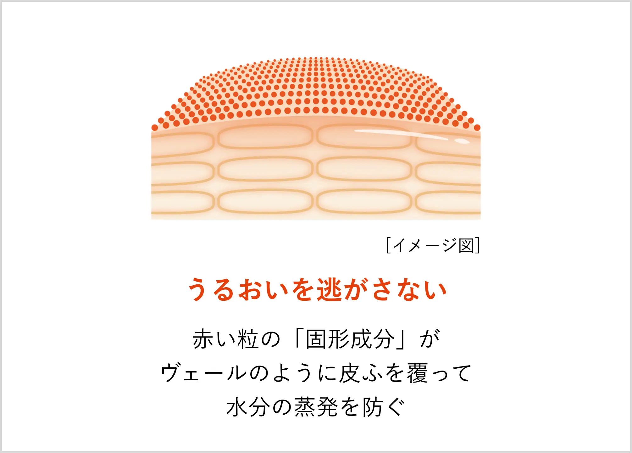 うるおいを逃がさない 赤い粒の「固形成分」がヴェールのように皮ふを覆って水分の蒸発を防ぐ
