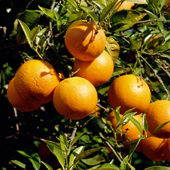 オレンジエレメント（天然精油）のイメージ