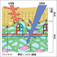 UVAUVB