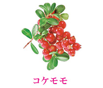 コケモモ