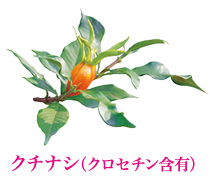 クチナシ(クロセチン含有)