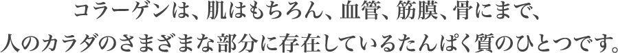 コラーゲンは、肌はもちろん、血管、筋膜、骨にまで、
人のカラダのさまざまな部分に存在しているたんぱく質のひとつです。