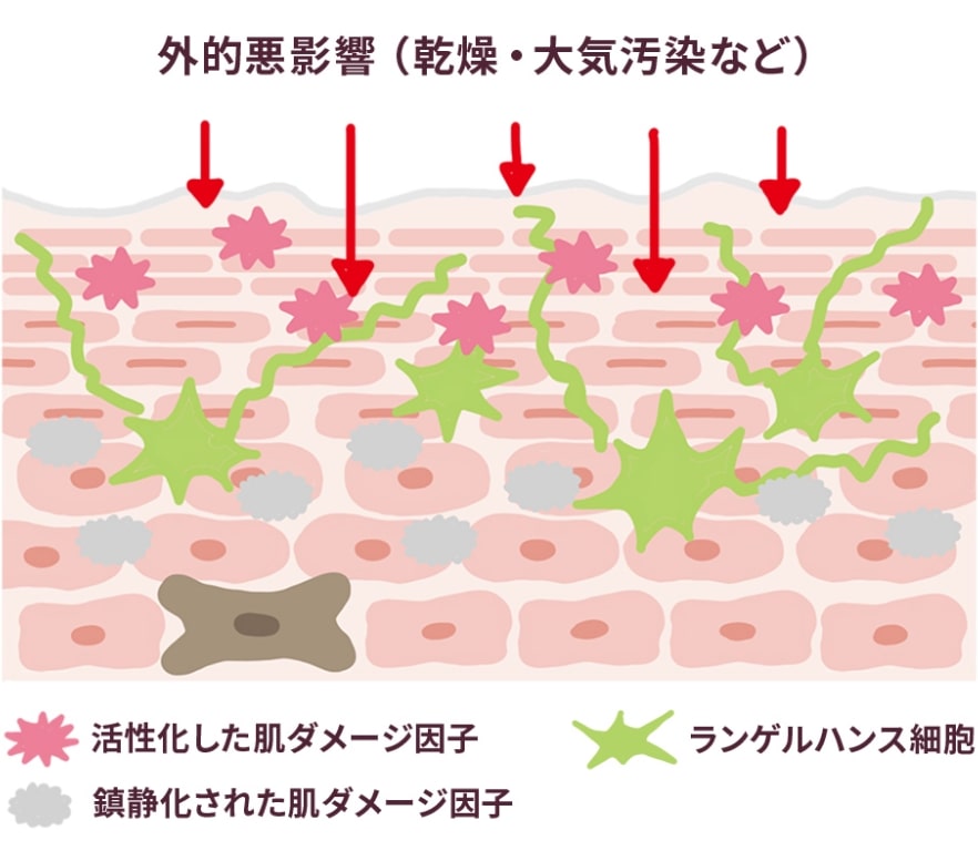 ランゲルハンス細胞