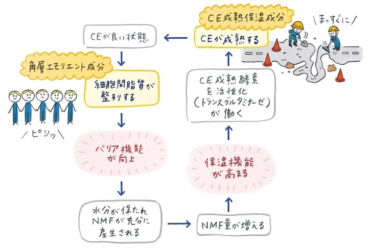 すこやかな角層を育むケアを提案