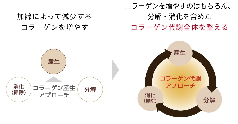 コラーゲン代謝全体を整える