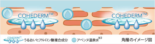 角層のイメージ図