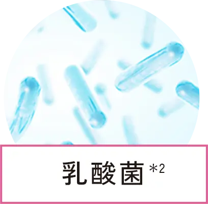 乳酸菌
