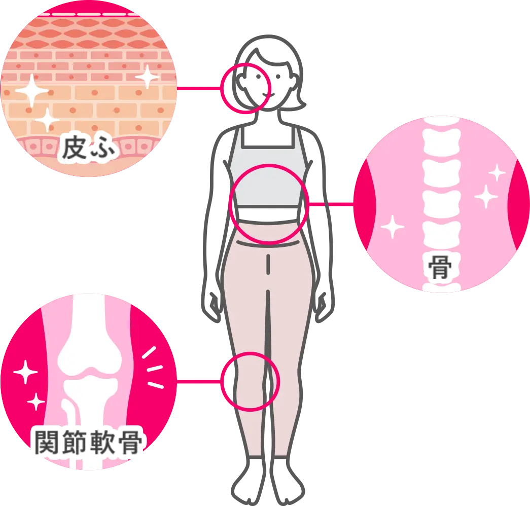 コラーゲンの関連イメージ