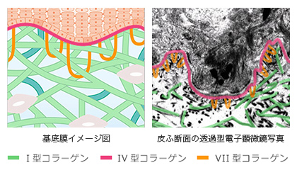 コラーゲンチャンネル | 資生堂 コラーゲンラボ