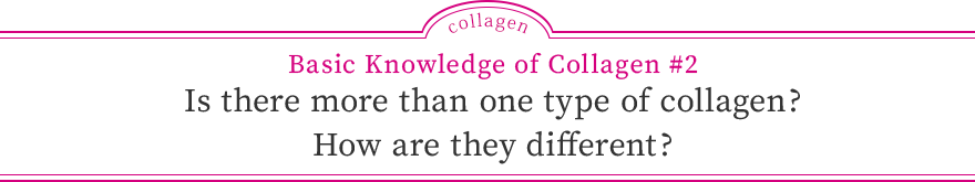 Basic Knowledge of Collagen #2 Is there more than one type of collagen? How are they different?