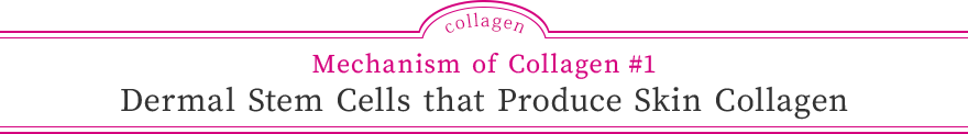 Mechanism of Collagen #1 Dermal Stem Cells that Produce Skin Collagen