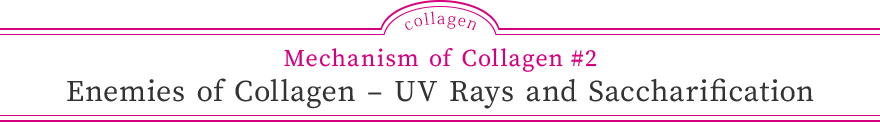 Mechanism of Collagen #2 Enemies of Collagen – UV Rays and Saccharification
