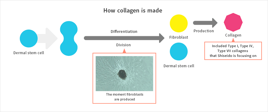 How collagen is produced