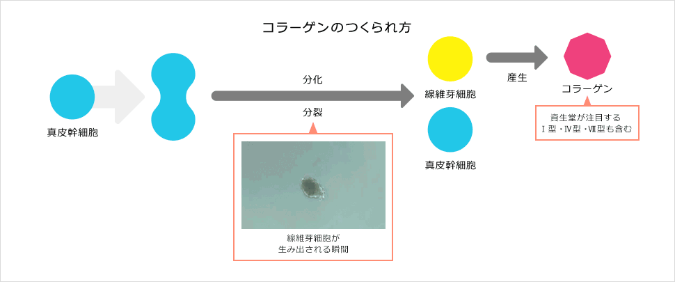 コラーゲンの作られ方