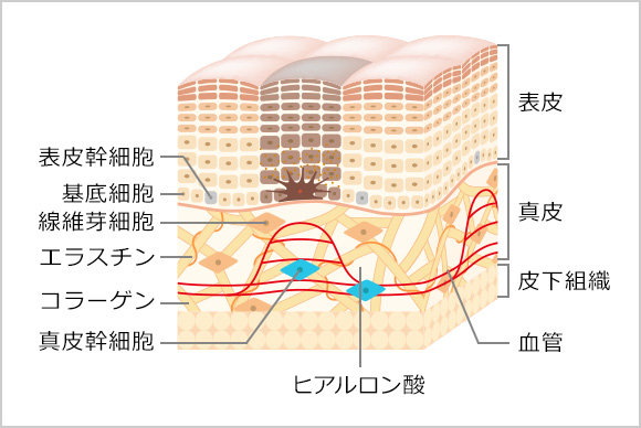 新着わかりやすい 皮膚 構造 イラスト 動物ゾーン