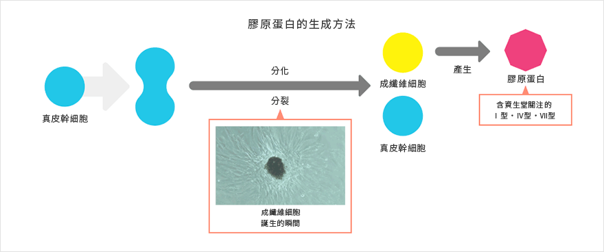 膠原蛋白的生成方法