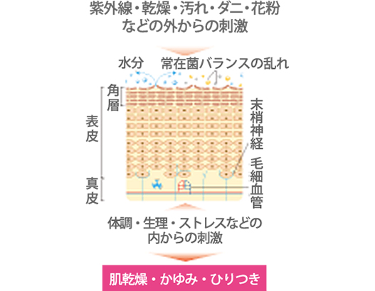 紫外線・乾燥・汚れ・ダニ・花粉などの外からの刺激に案納する肌の断面図