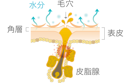 アクネケア ベーシックケア 化粧水 乳液 D プログラム D Program 資生堂 アクネケア ベーシックケア 化粧水 乳液 D プログラム D Program 資生堂