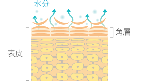 モイストケア ベーシックケア 化粧水 乳液 D プログラム D Program 資生堂 モイストケア ベーシックケア 化粧水 乳液 D プログラム D Program 資生堂