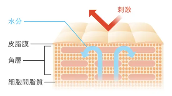 外部刺激を受けた肌表面からは水分が蒸発してしまう。