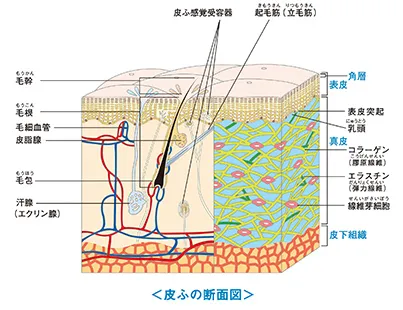皮ふの断面図