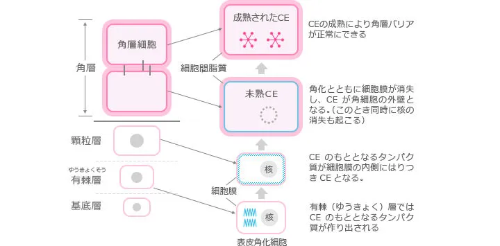敏感肌意識(20~30代)