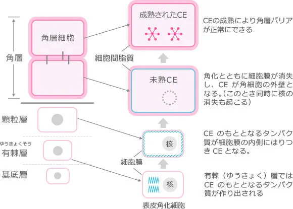 敏感肌意識(20~30代)