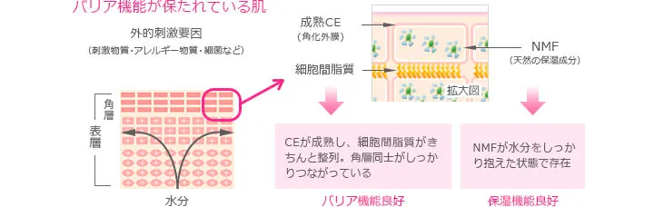 バリア機能が保たれている肌