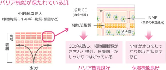 バリア機能が保たれている肌