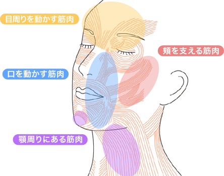 目周りを動かす筋肉、口を動かす筋肉、頬を支える筋肉、顎周りにある筋肉