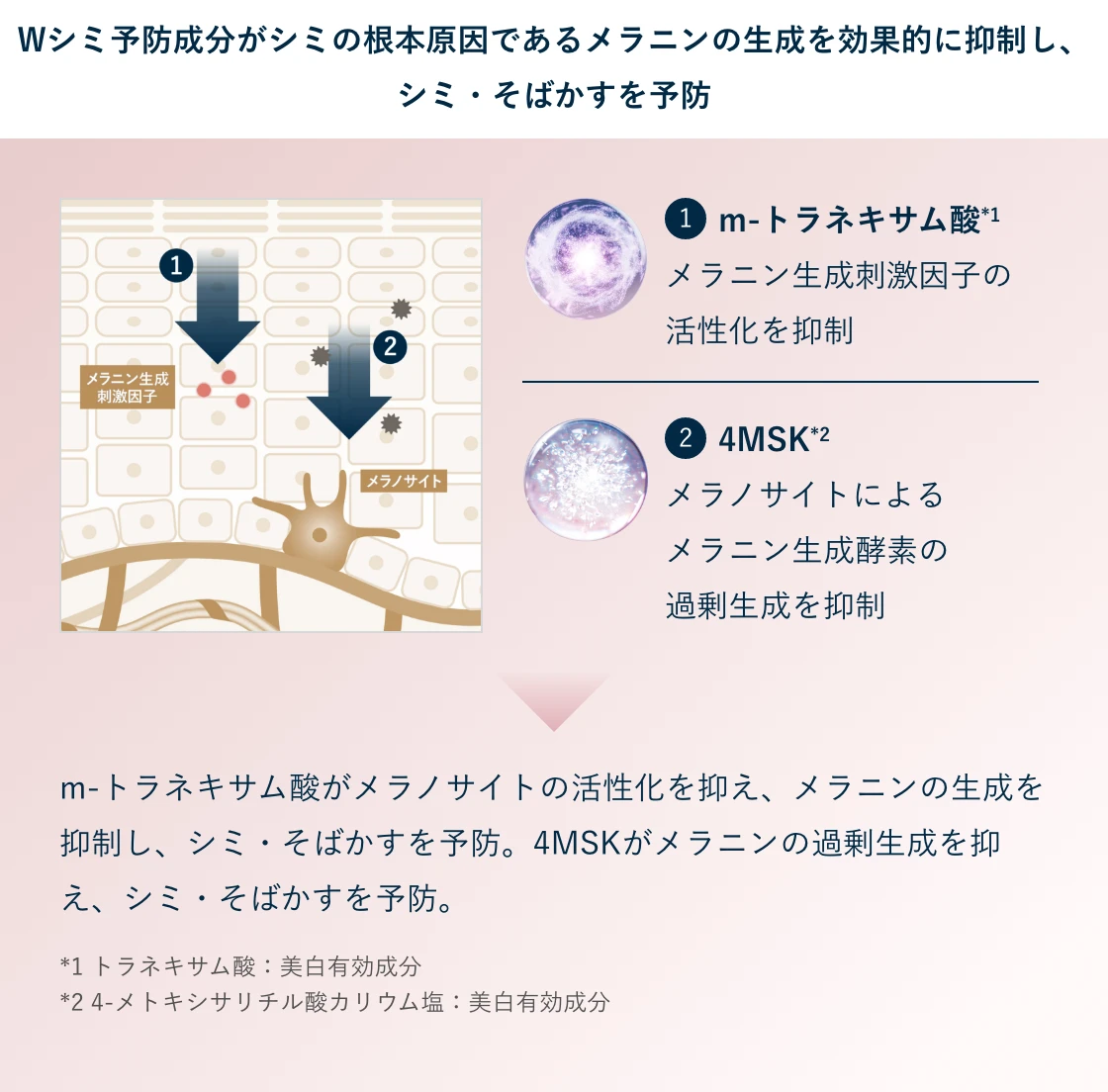 Wシミ予防成分がシミの根本原因であるメラニンの生成を効果的に抑制し、シミ・そばかすを予防