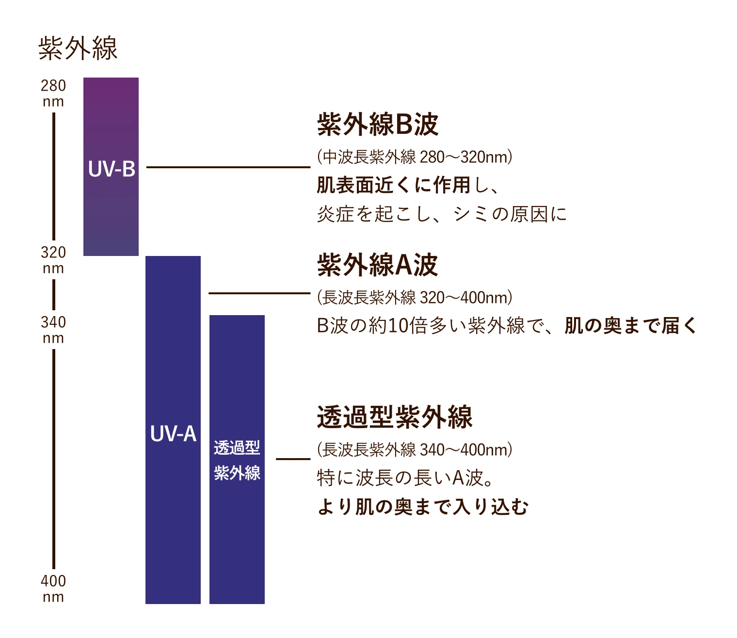 ・紫外線B波（中波長紫外線 280〜320nm）：肌表面近くに作用し、炎症を起こし、シミの原因に ・紫外線A波（長波長紫外線 320〜400nm）：B波の約10倍多い紫外線で、肌の奥まで届く ・透過型紫外線（長波長紫外線 340〜400nm）：特に波長の長いA波。より肌の奥まで入り込む]