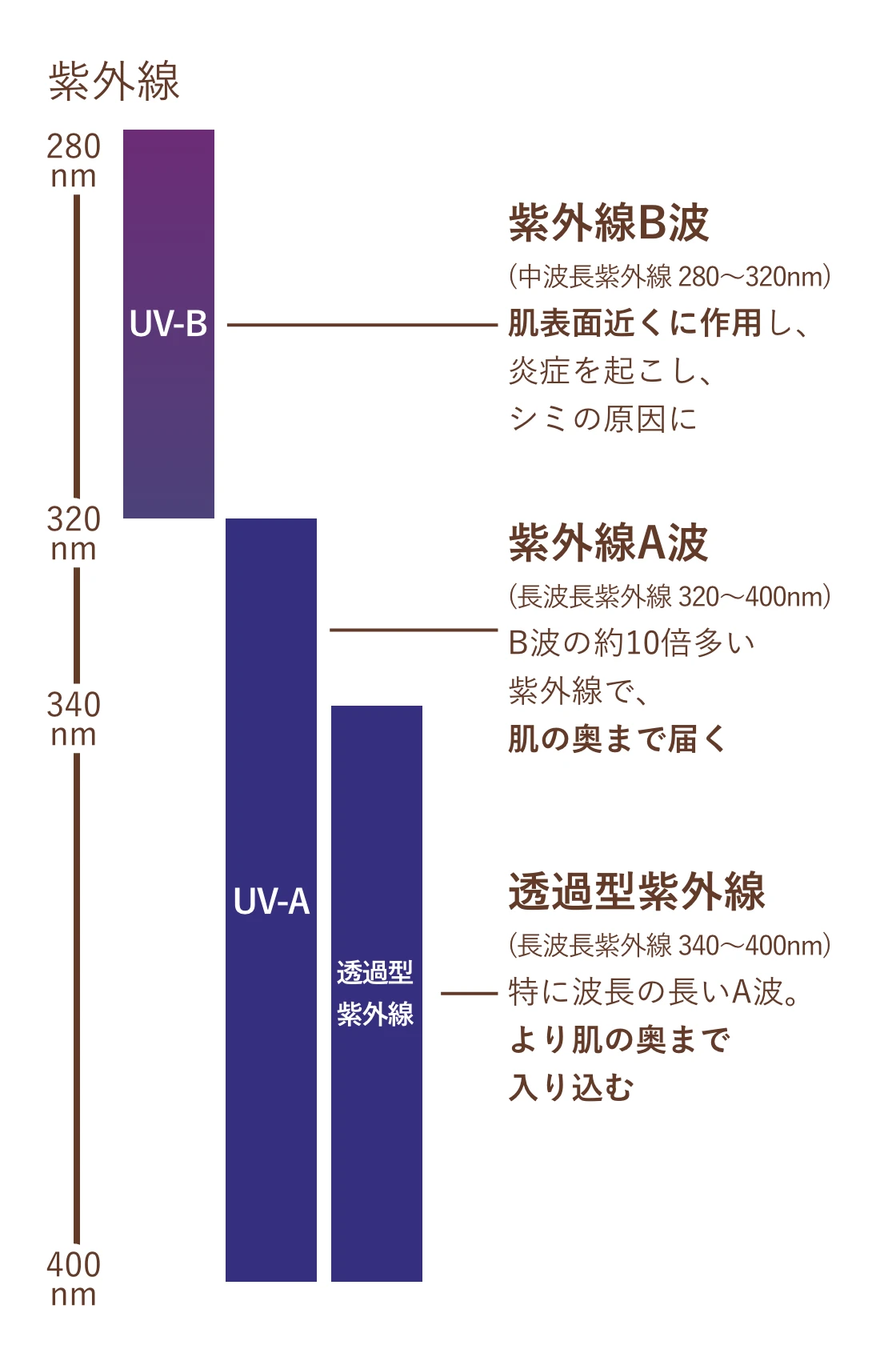・紫外線B波（中波長紫外線 280〜320nm）：肌表面近くに作用し、炎症を起こし、シミの原因に ・紫外線A波（長波長紫外線 320〜400nm）：B波の約10倍多い紫外線で、肌の奥まで届く ・透過型紫外線（長波長紫外線 340〜400nm）：特に波長の長いA波。より肌の奥まで入り込む]