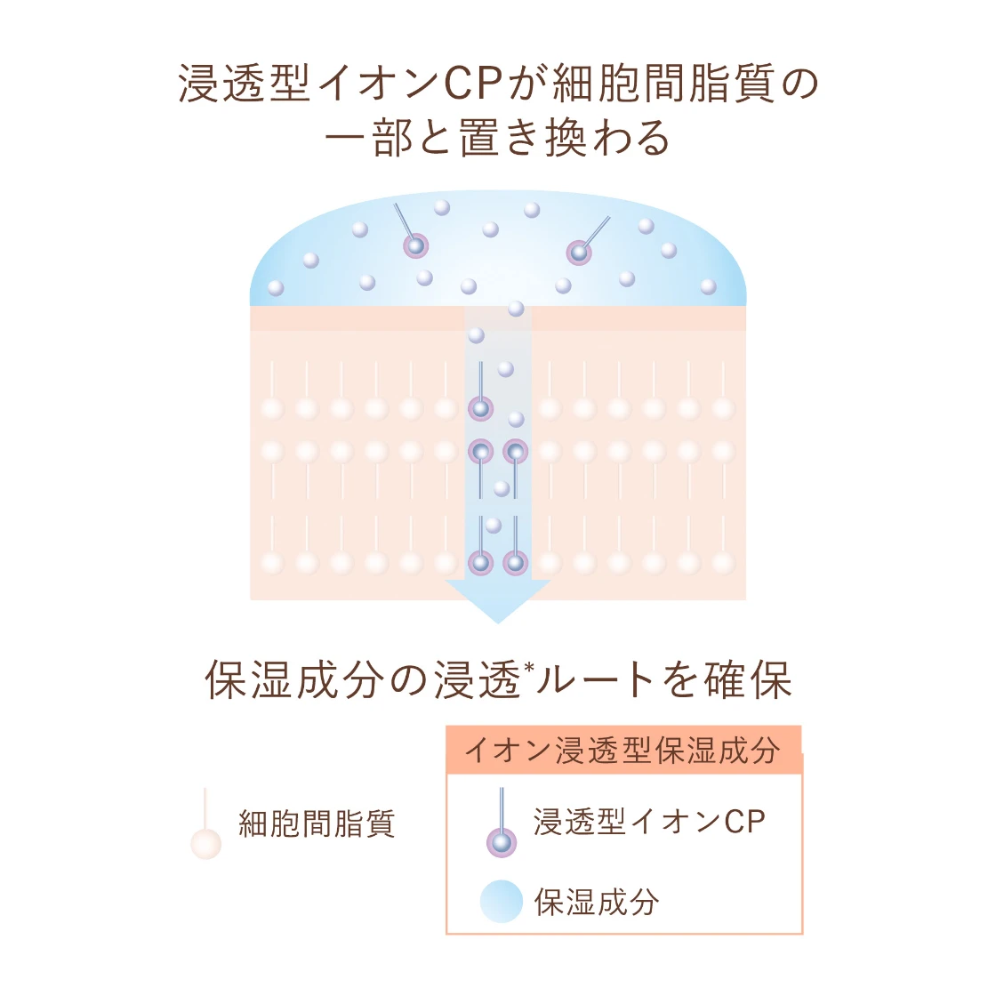 浸透型イオンCPが細胞間脂質の一部と置き換わる→保湿成分の浸透ルートを確保