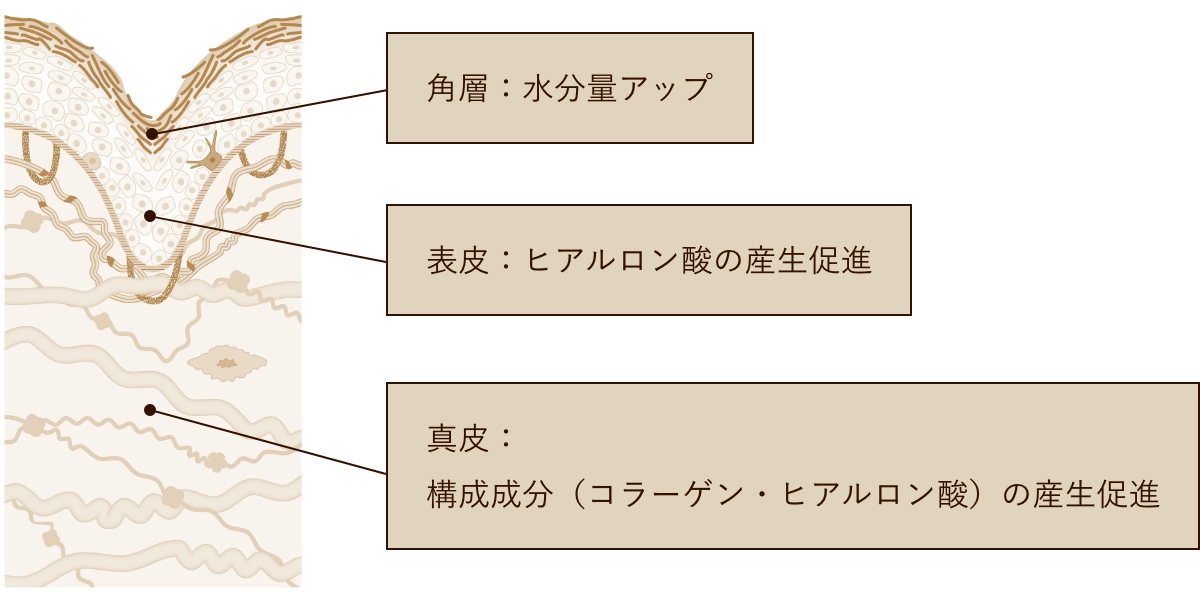 角層：水分量アップ 表皮：ヒアルロン酸の産生促進　真皮：構成成分（コラーゲン・ヒアルロン酸）の産生促進